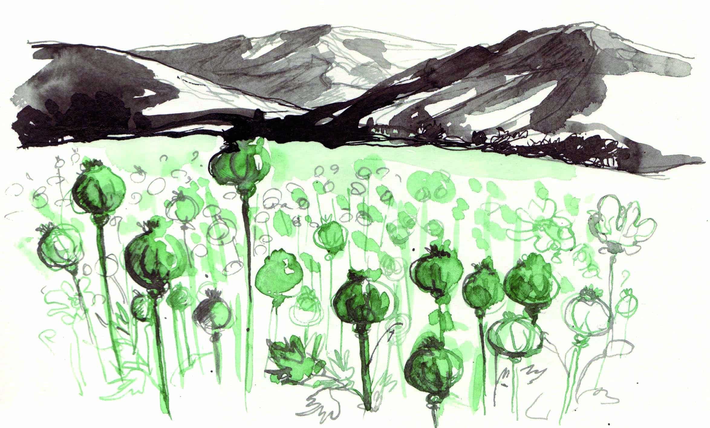champ_de_pavots.jpg