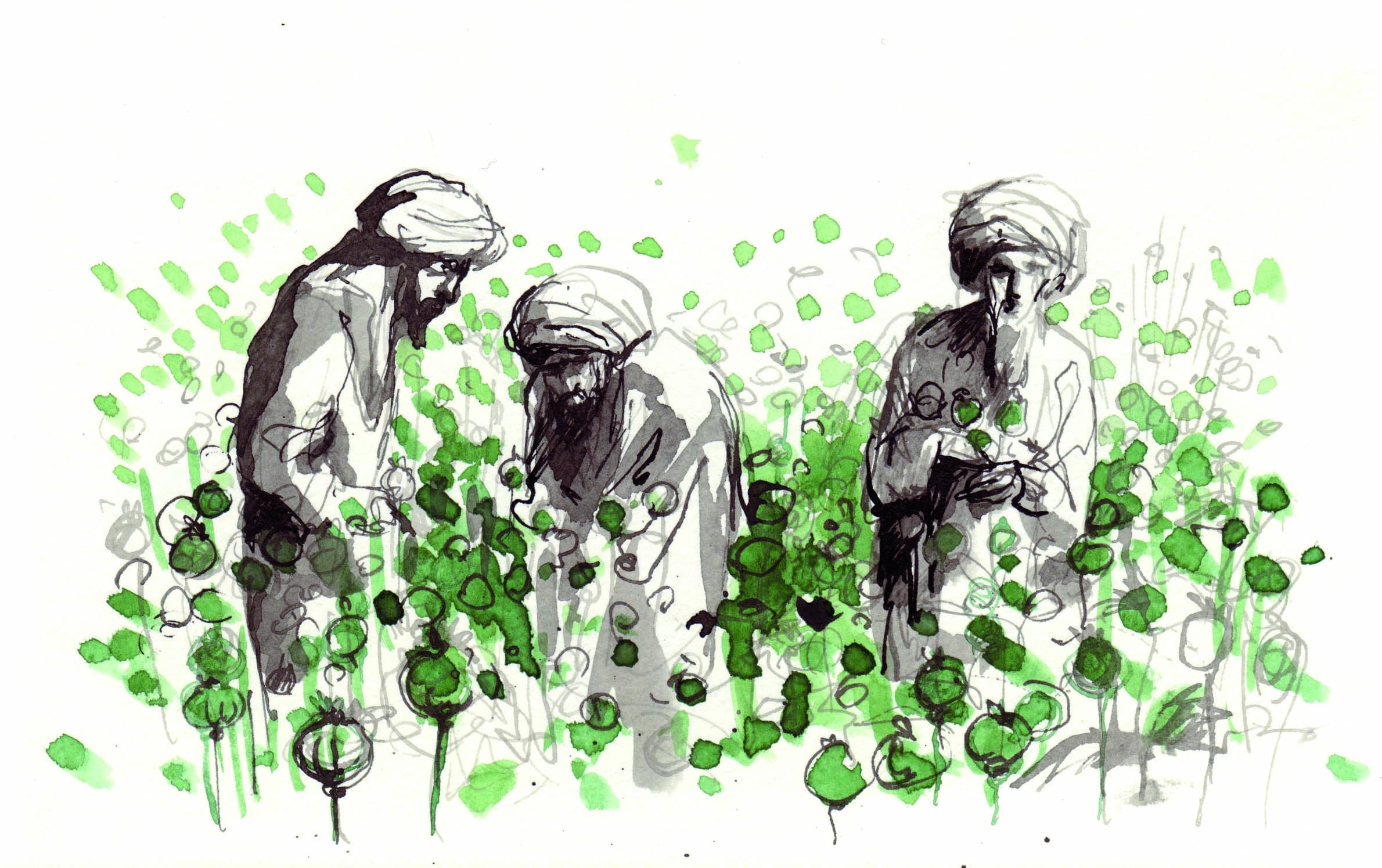 champ_de_pavots_2.jpg
